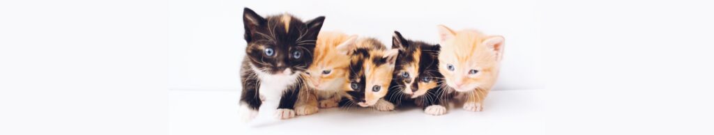 Five different coloured kittens sitting in a row