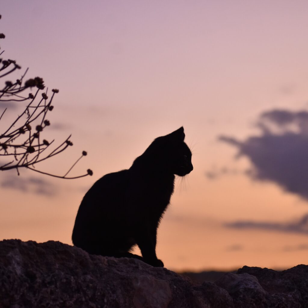 Cat silhouetted against a sunset