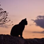 The silhouette of a cat sitting on a wall at sunset