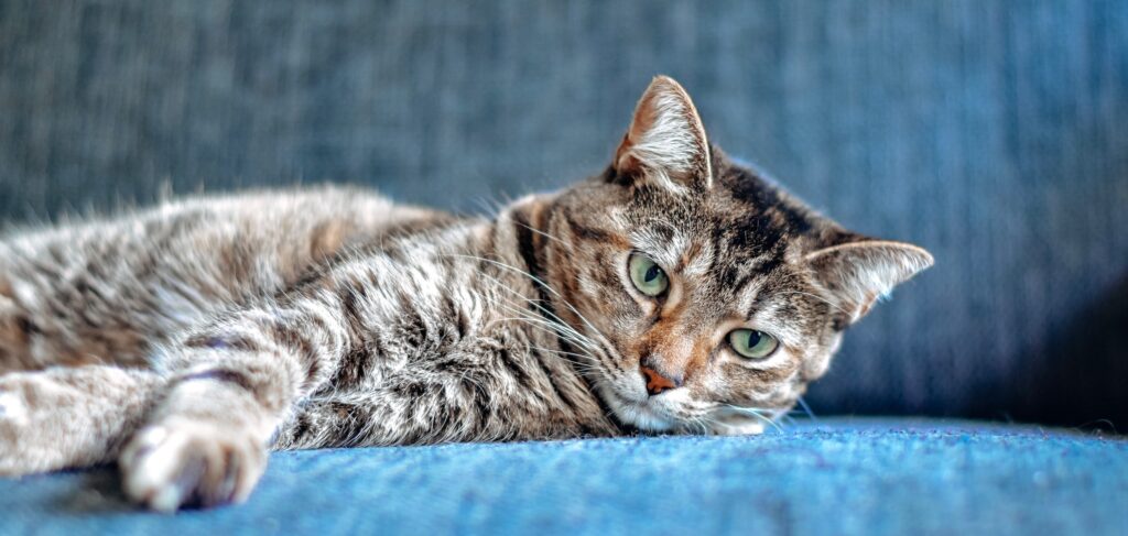 A cat lazing on a blue sofa, one paw outstretched