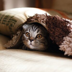 A worried looking cat peering out from under a blanket.