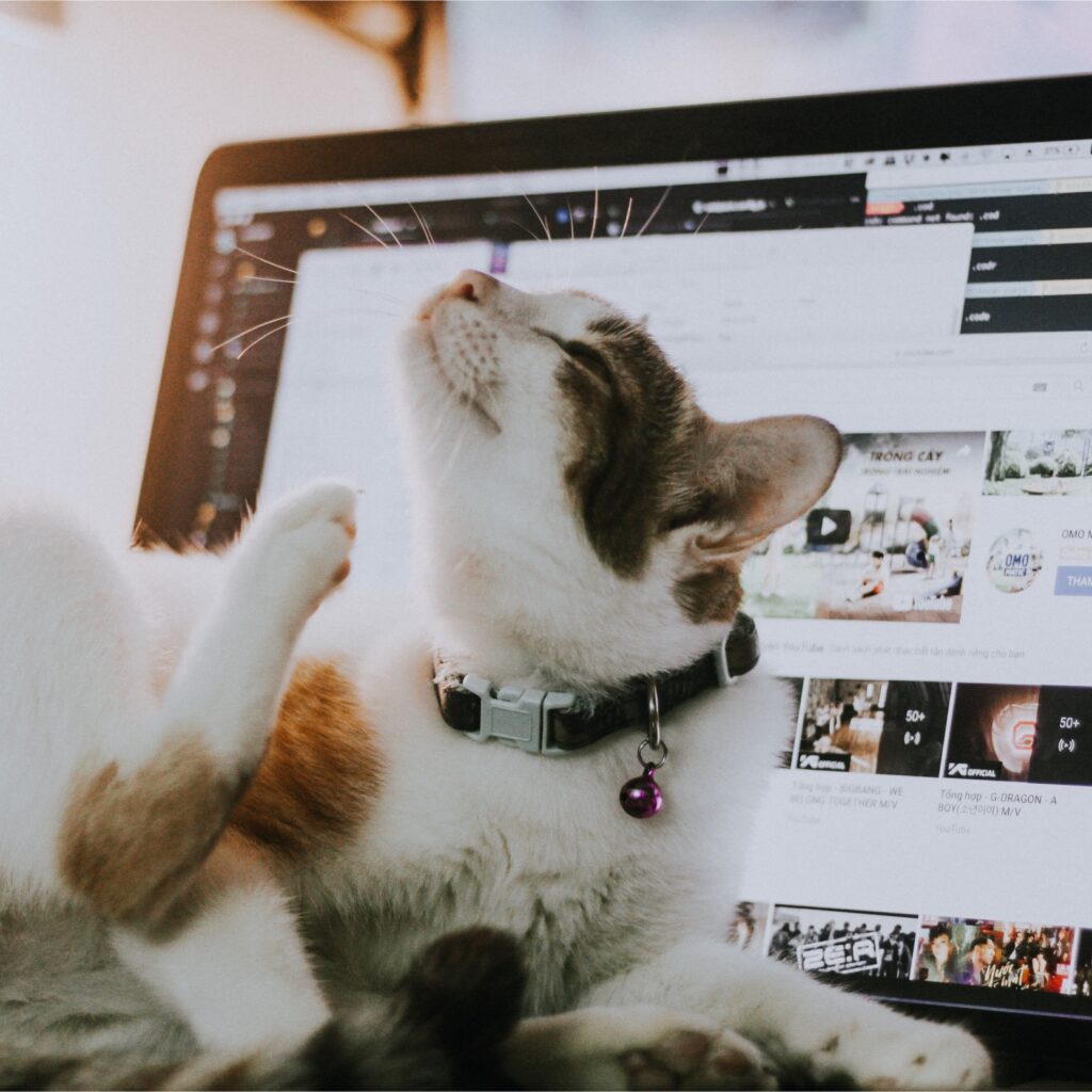 Cat scratching itself in front of a laptop